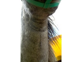 horse - post Ecosin application