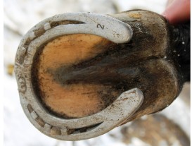 thrush, after Ecosin application