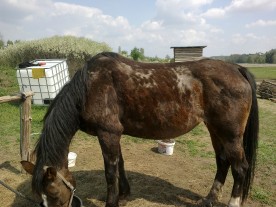 horse - trichophytosis