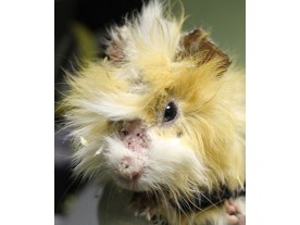 guinea pig - ringworm