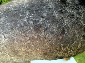 dog - detail, yeast infection